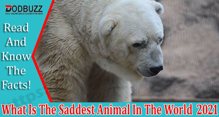 What Is The Saddest Animal In The World Dodbuzz.com