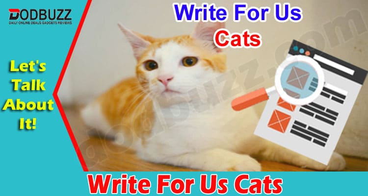 Write for Us Cats- Amazing Writing Opportunity!