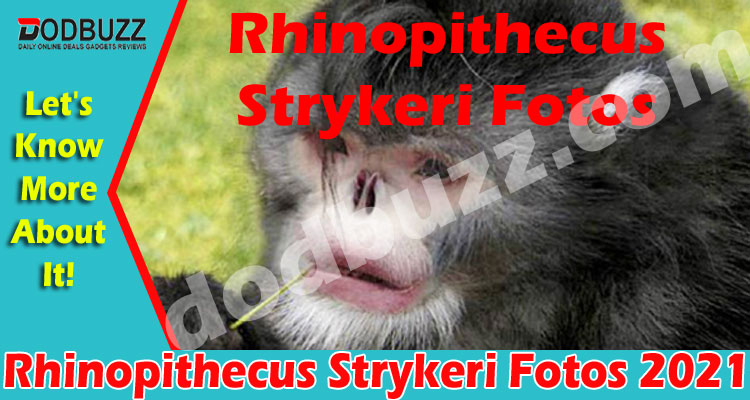 Rhinopithecus Strykeri Fotos