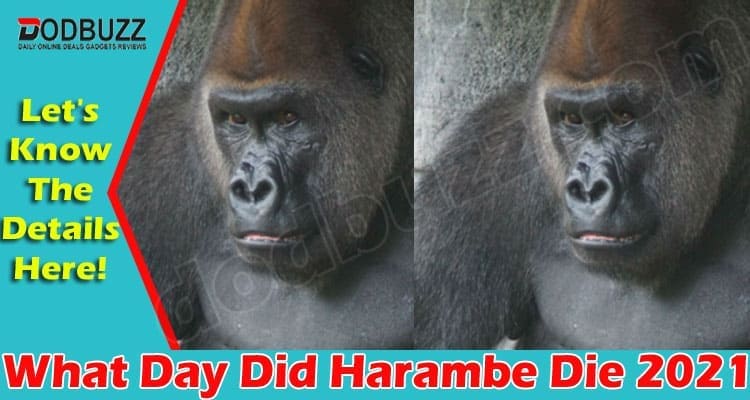 What Day Did Harambe Die (May 2021) Let Us Know Here!
