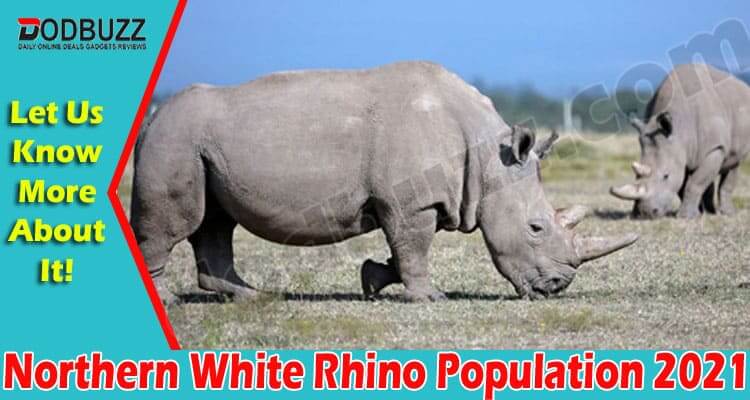 Northern White Rhino Population 2021 (June) ExtinctNot