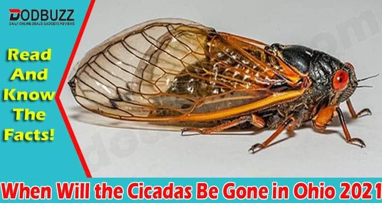 When Will The Cicadas Be Gone In Ohio {June 2021} Read!