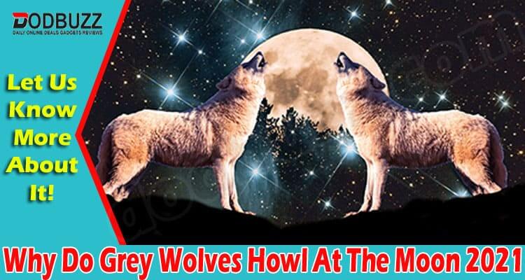 Why Do Grey Wolves Howl At The Moon 2021
