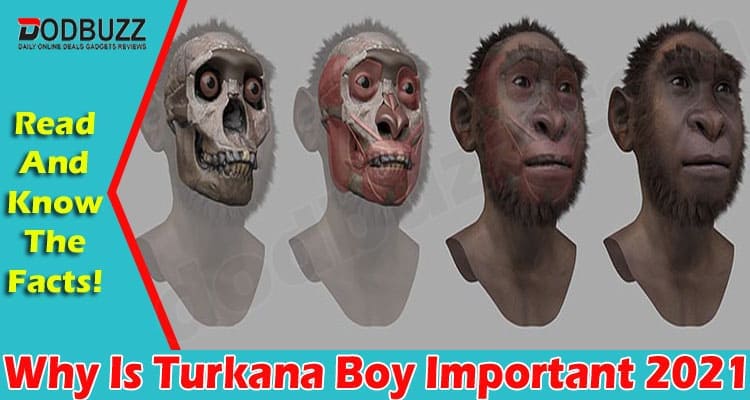 Why Is Turkana Boy Important (August) Get Information!