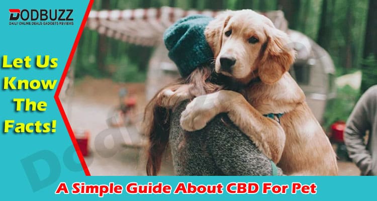 A Simple Guide About CBD For Pet