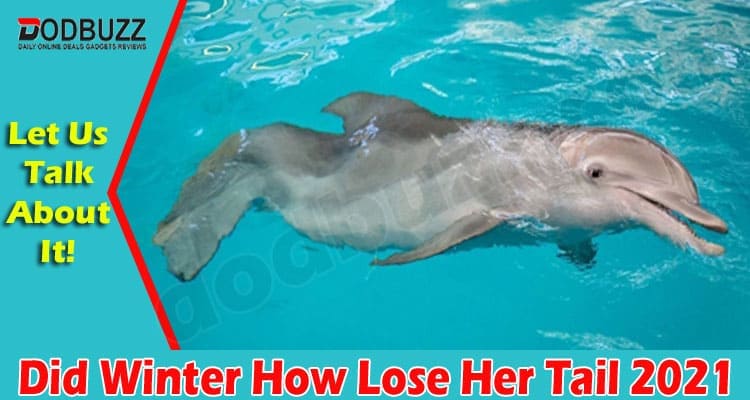 Latest News Did Winter How Lose Her Tail