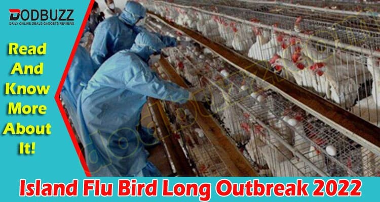 Latest News Island Flu Bird Long Outbreak