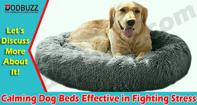 Are Calming Dog Beds Effective in Fighting Stress in Canines?