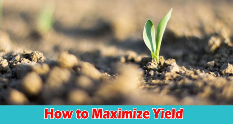 How to Maximize Yield: 5 Working Tips!