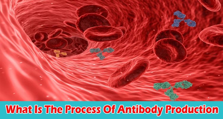 What Is The Process Of Antibody Production
