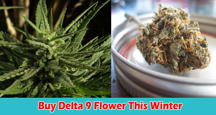 Why Should You Buy Delta 9 Flower This Winter
