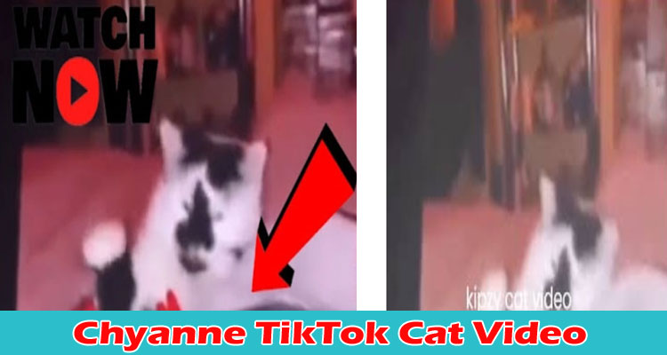 Latest News Chyanne TikTok Cat Video