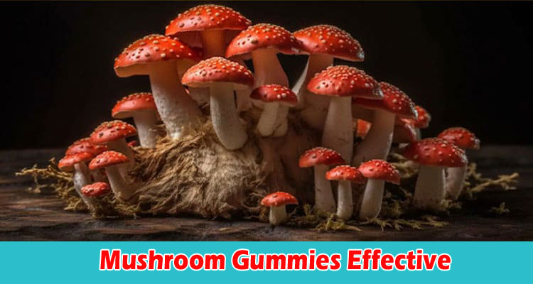 Complete Details Are Mushroom Gummies Effective at Improving Focus and Health