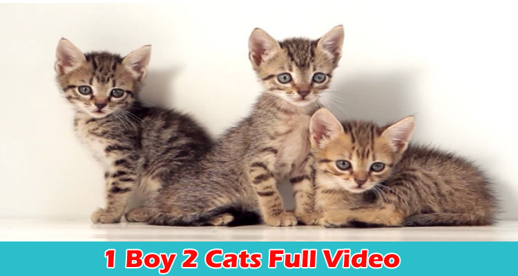 Latest News 1 Boy 2 Cats Full Video