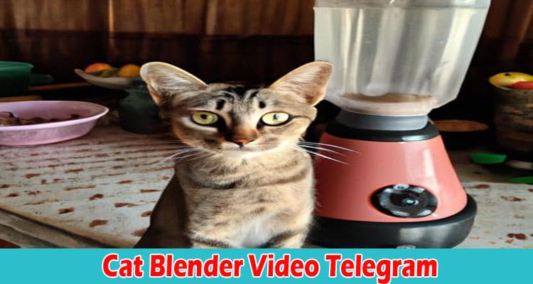 Latest News Cat Blender Video Telegram