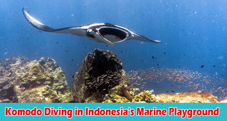 About Generla Information Komodo Diving in Indonesia's Marine Playground
