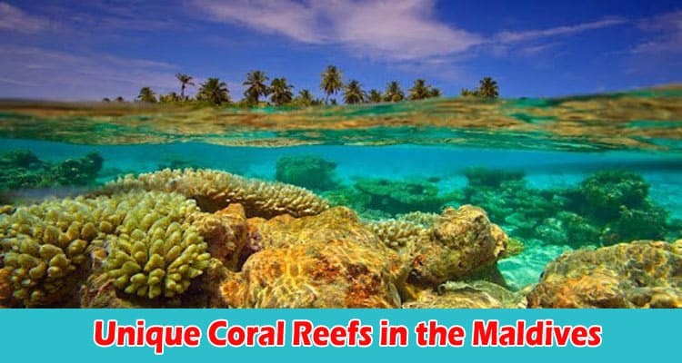 Tell Me About the Unique Coral Reefs in the Maldives