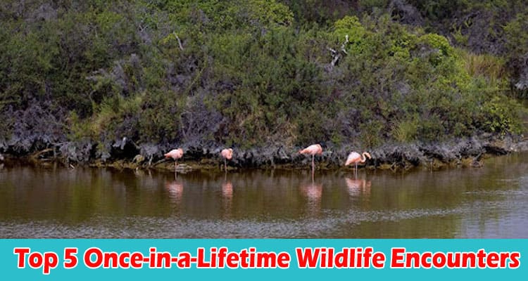 Top 5 Once-in-a-Lifetime Wildlife Encounters
